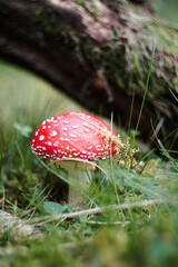 Fliegenpilz im Wald