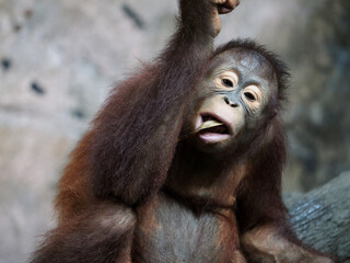 Baby Bornean Orang Utan Kalimantan enjoying meals and looking at camera. The Bornean orangutan, Pongo pygmaeus, is a species of orangutan native to the island of Borneo. 