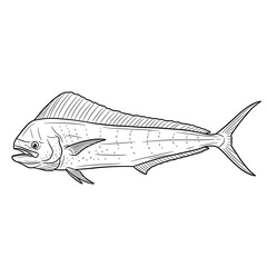 Dolphin Fish Drawing Illustration.