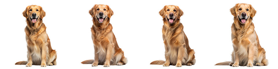 Four golden retrievers isolated on transparent background, sitting pretty