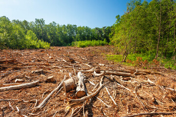 View in the forest after cutting down trees