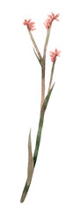 Watercolor Kangaroo Paw Flower Illustration Isolated on a Transparent Background