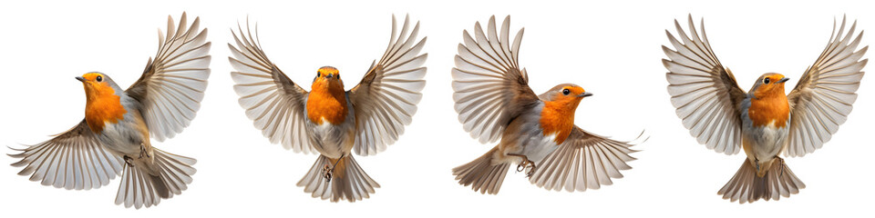 Obraz premium European robin flying isolated on transparent background