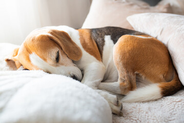 Cute Beagle dog sleeping on sofa