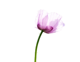 Firefly_Colorful playground structure with dual slides - Firefly_Elegant pink flower with delicate petals and green stem (2)