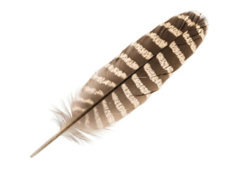 Detailed close-up of a meticulously patterned feather, showcasing intricate stripes and variations in tones of brown and off-white against a stark black background.