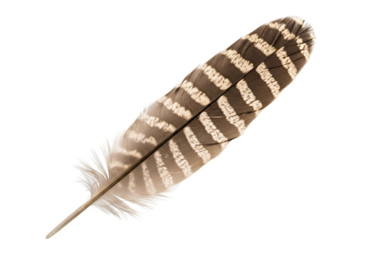 Detailed close-up of a meticulously patterned feather, showcasing intricate stripes and variations in tones of brown and off-white against a stark black background.