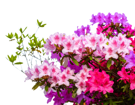 flower bush tree isolated with clipping path 