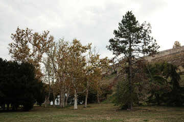 Group of trees with autumn foliage near Kalemegdan Fortress wall in Belgrade.