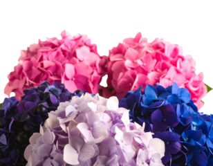 Flower Shrubbery Isolated