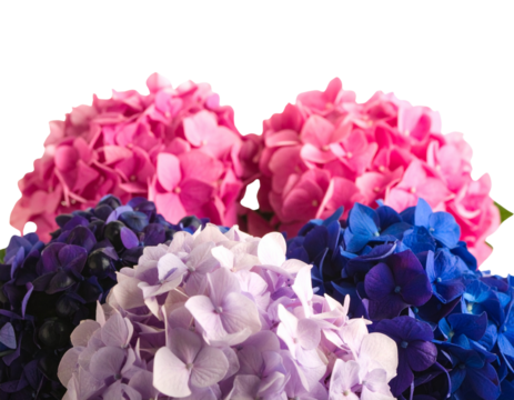 Flower Shrubbery Isolated