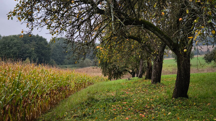 Orchard trees and cornfield on overcast autumn day