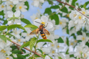Giant Scolia wasp close-up