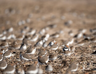 pregnancia, multitud y un individuo, pajaro , distinto