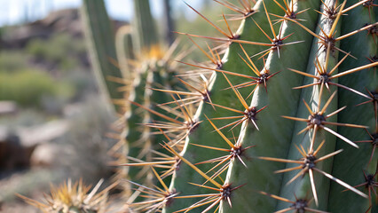 Close up of cactus spines in the desert with blurred background