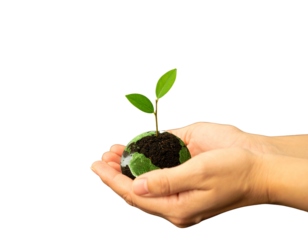 Green plant growing from energy saving lamp