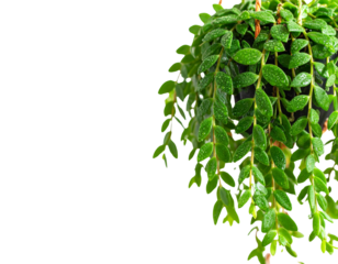 Green succulent leaves hanging vines ivy bush climbing epiphytic plant (Dischidia sp