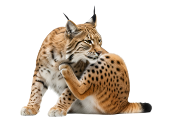 A lynx, with rich, spotted fur, attentively grooms itself against a stark black background.