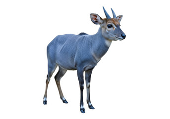 Fototapeta premium A gray-blue antelope stands poised against a stark black backdrop, showcasing its elegant profile and intricate details.