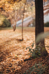 Photo in an autumn park with fallen leaves. Blur.