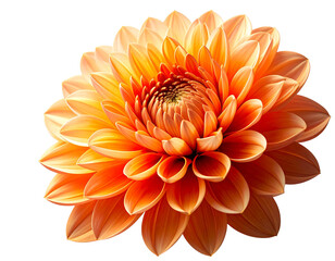 Orange marigold flowers isolated on transparent background, flower isolated Photo sum  