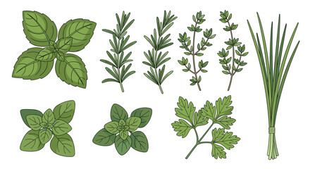 Fresh green aromatic culinary herbs set including basil rosemary thyme parsley oregano and chives isolated on transparent background vector illustration svg