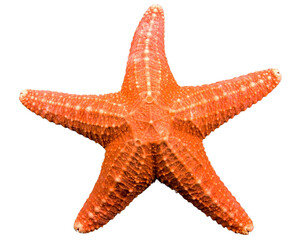 Orange starfish on black background ocean life marine animal sea creature