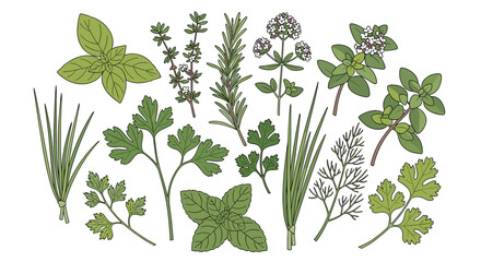 Collection of fresh culinary herbs like basil, rosemary, and thyme. Hand-drawn botanical SVG vector illustration set of garden seasonings for cooking.