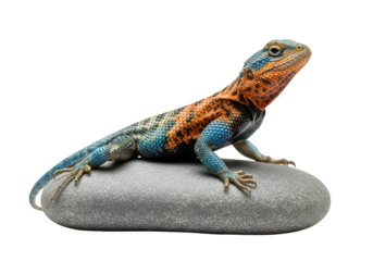 A vibrant, colorful lizard rests atop a smooth gray stone against a stark black backdrop.