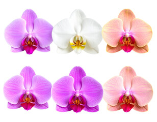 Orchid Flowers Frame Isolated 
