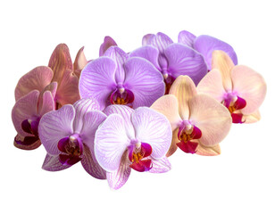 Orchid Flowers Frame Isolated