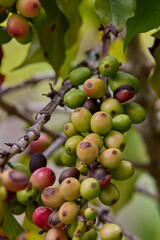 Cultivated with passion and care, they carry the aroma and rich history of Peruvian coffee culture. Rodriguez de Mendoza Peru