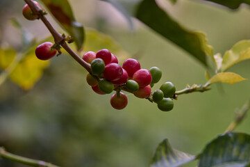 Cultivated with passion and care, they carry the aroma and rich history of Peruvian coffee culture. Rodriguez de Mendoza Peru