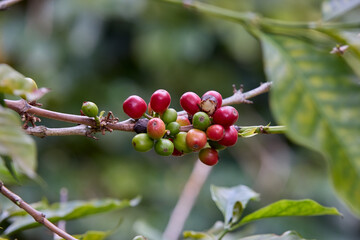 Cultivated with passion and care, they carry the aroma and rich history of Peruvian coffee culture. Rodriguez de Mendoza Peru