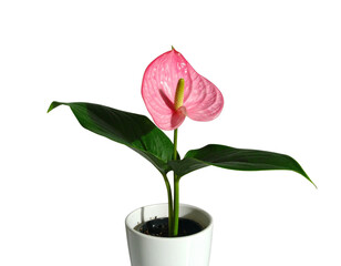 Ping Flower In Pot Isolated