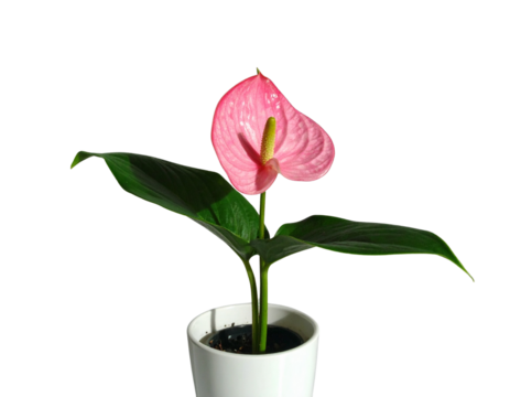 Ping Flower In Pot Isolated