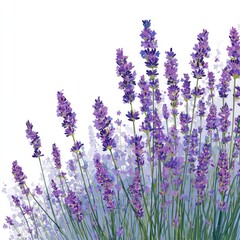 Obraz premium Watercolor illustration of lavender flowers isolated on white background