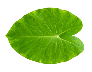 Plant leaves Green nature Tropical forest isolated on transparent background -