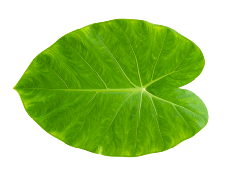 Plant leaves Green nature Tropical forest isolated on transparent background -