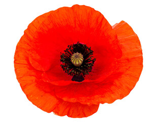 Poppy flowers isolated on transparent background, Red poppy flower isolated Photo sum 