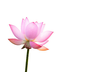 Pure and fresh lotus  (2)