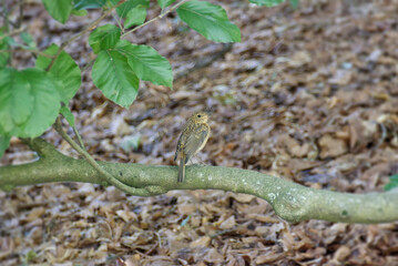 Juvenile European robin (Erithacus rubecula) sitting in a tree in Zurich, Switzerland