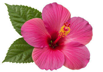 Pink hibiscus flower with green leaves isolated on white background