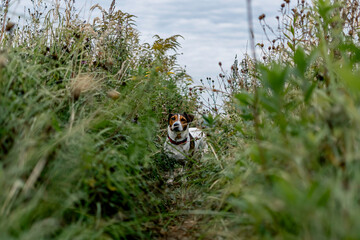 Jack Russell Terrier dog on a walk