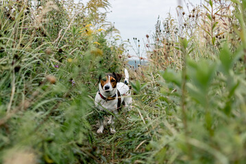 Jack Russell Terrier dog on a walk