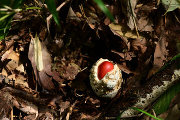 タマゴのような白い殻をやぶって出てきたタマゴタケ