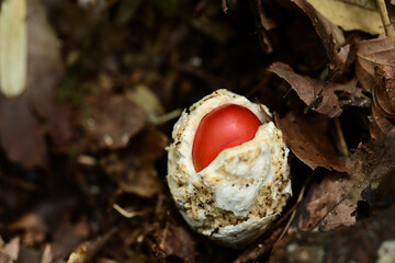 タマゴのような白い殻をやぶって出てきたタマゴタケ