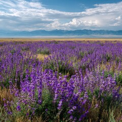Naklejka premium Vast field of vibrant purple wildflowers stretches to distant mountains under a partly cloudy sky