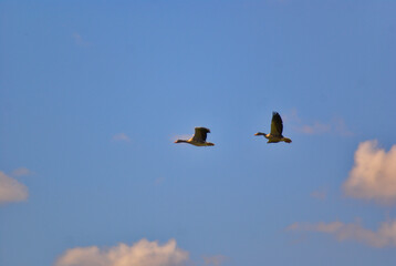 birds flying in the sky