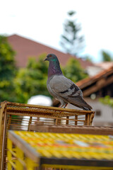 A pigeon with iridescent feathers stands on a wooden cage, surrounded by soft greenery and rooftops in the blurred background, creating a peaceful outdoor scene.